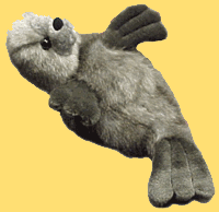 Sea Otter - Dewey